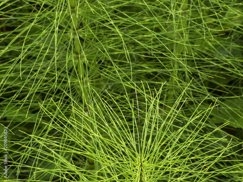 leaves of emerald green horsetail