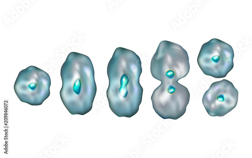Mitosis. Diagram of the mitotic phases. Illustration showing the five stages of mitosis.