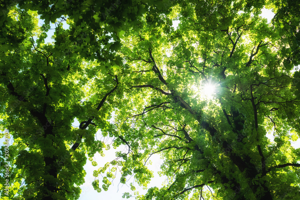 Obraz premium Crowns of the trees in the spring forest against the blue sky with the sun. Bottom view of the trees