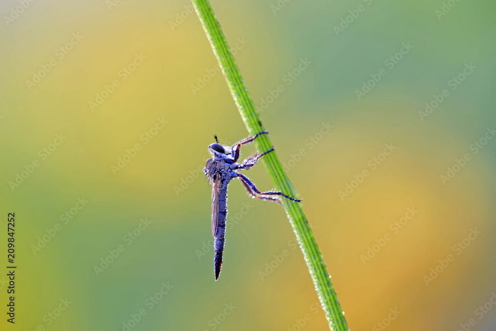 A solitary robber fly, on a branch of grass A solitary robber fly, on a branch of grass