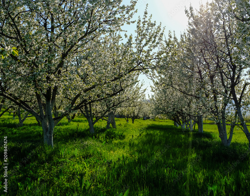Apple Orchard in the middle of the spring season. Apple Orchard in the middle of the spring season.
