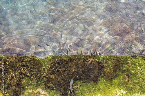 Symi, Grecja - ryby w krystalicznie czystej wodzie