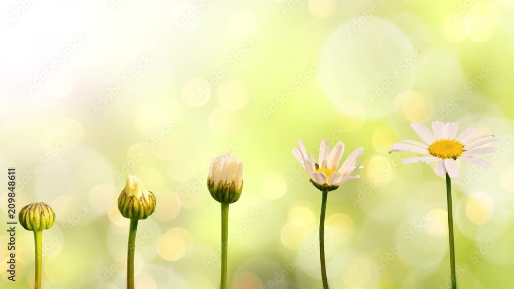 Seamless loop Stages of growth and flowering of a daisy, moving bokeh