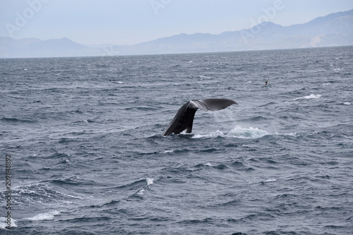 whale watching  in new zealand