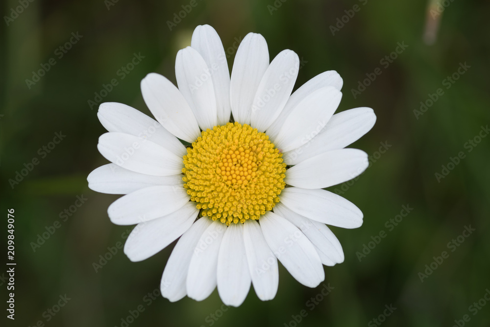 Fototapeta premium chamomile