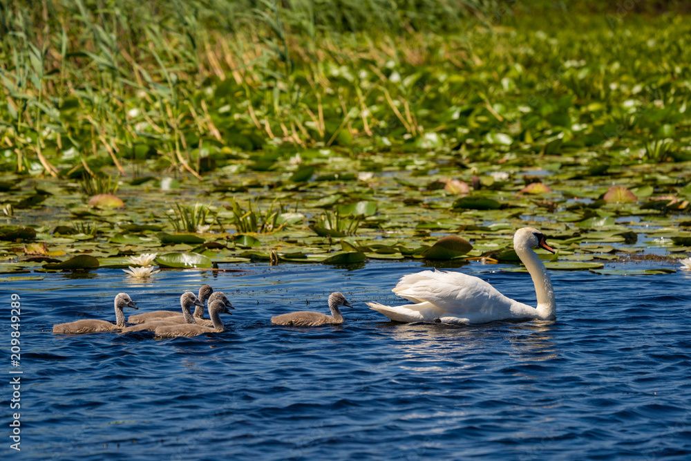 Common Swan and cygnets babies in Danube Delta Common Swan and cygnets babies in Danube Delta
