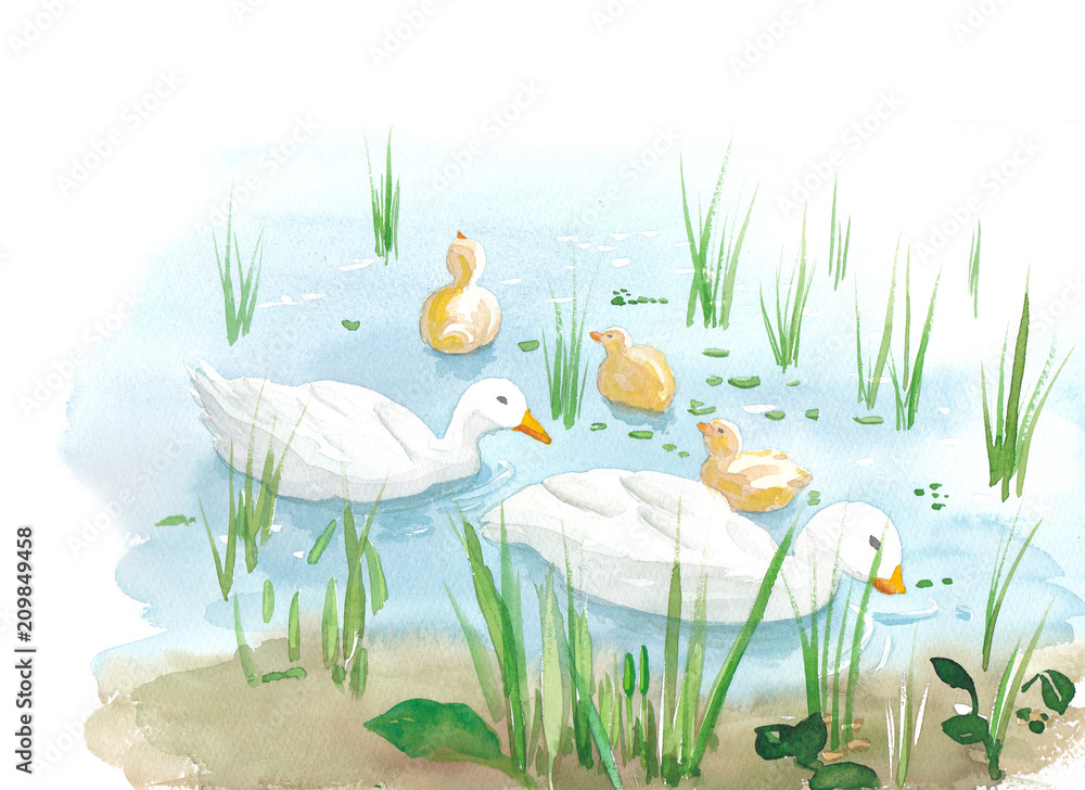 合鴨農法の田んぼの水彩イラスト Stock イラスト Adobe Stock