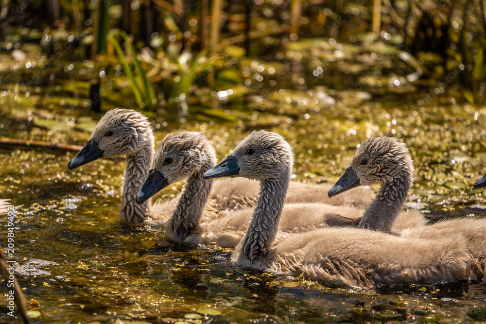 Fototapeta premium Swan cygnets babies in Danube Delta