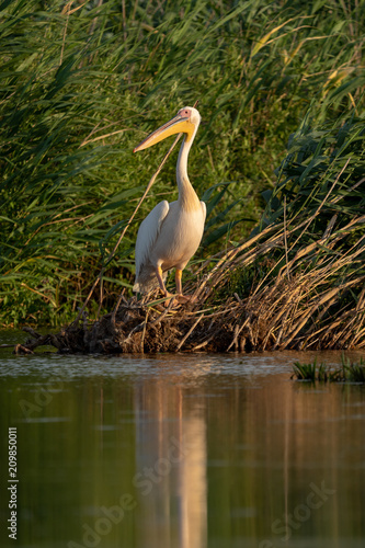 The Great White Pelican  Pelecanidae  in the Danube Delta  Romania