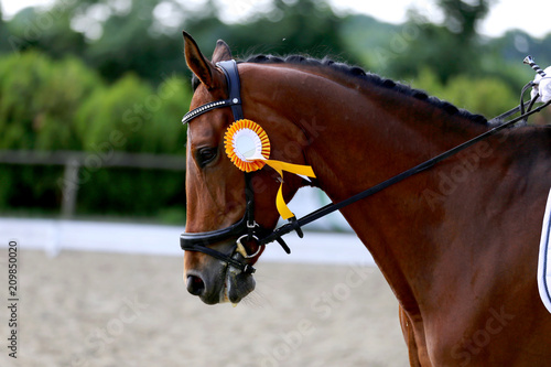 Head shot closeup of a dressage horse during competition event