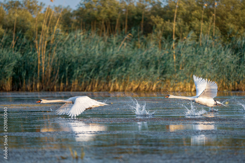 Swans take off and flying over water in the Danube Delta  Romania