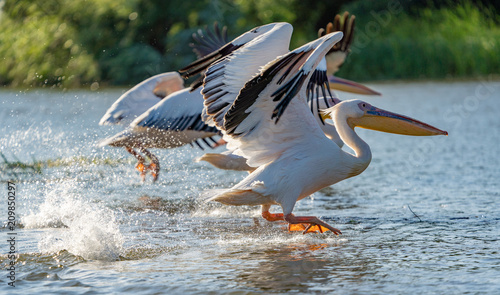 Danube Delta, Romania. The Great White Pelican flying over water © Calin Stan