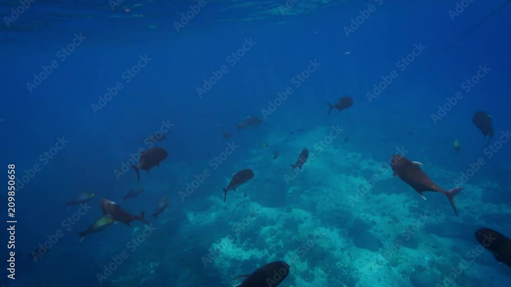 Shoal of big Jackfhish underwater in blue sea Shoal of big Jackfhish underwater in blue sea