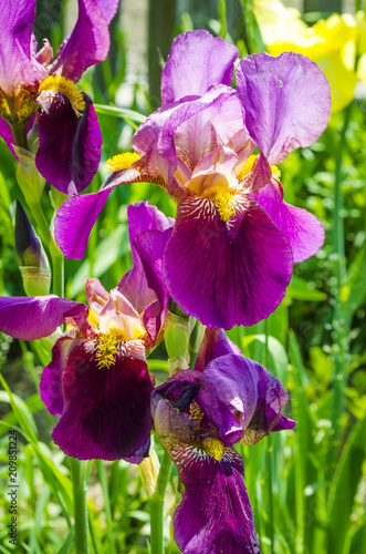 Fototapeta Naklejka Na Ścianę i Meble -  purple irises blooming in the garden