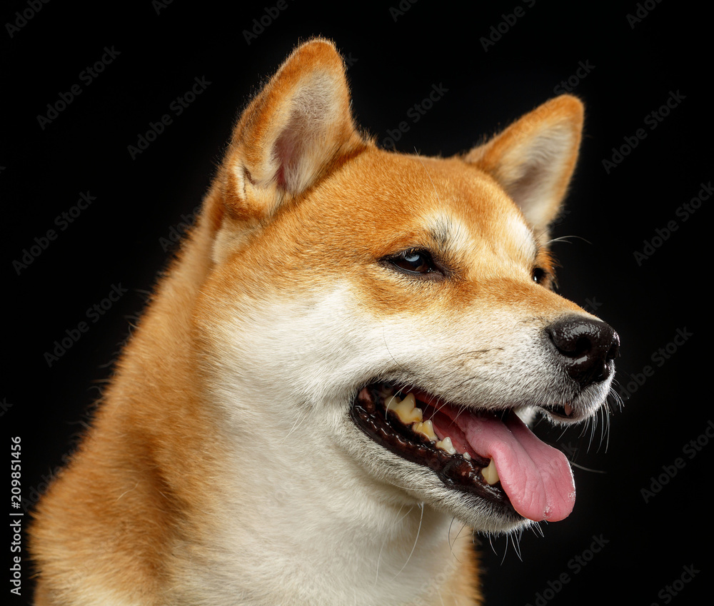 Shiba inu Dog Isolated on Black Background in studio Shiba inu Dog Isolated on Black Background in studio
