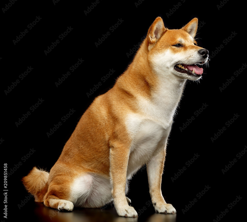 Shiba inu Dog Isolated on Black Background in studio Shiba inu Dog Isolated on Black Background in studio