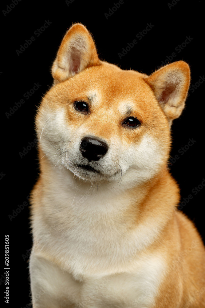 Shiba inu Dog Isolated on Black Background in studio Shiba inu Dog Isolated on Black Background in studio