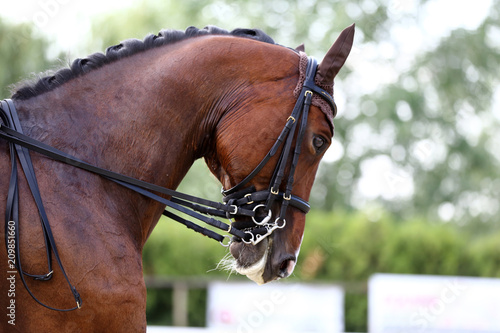 Fototapeta Naklejka Na Ścianę i Meble -  Head shot closeup of a dressage horse during competition event