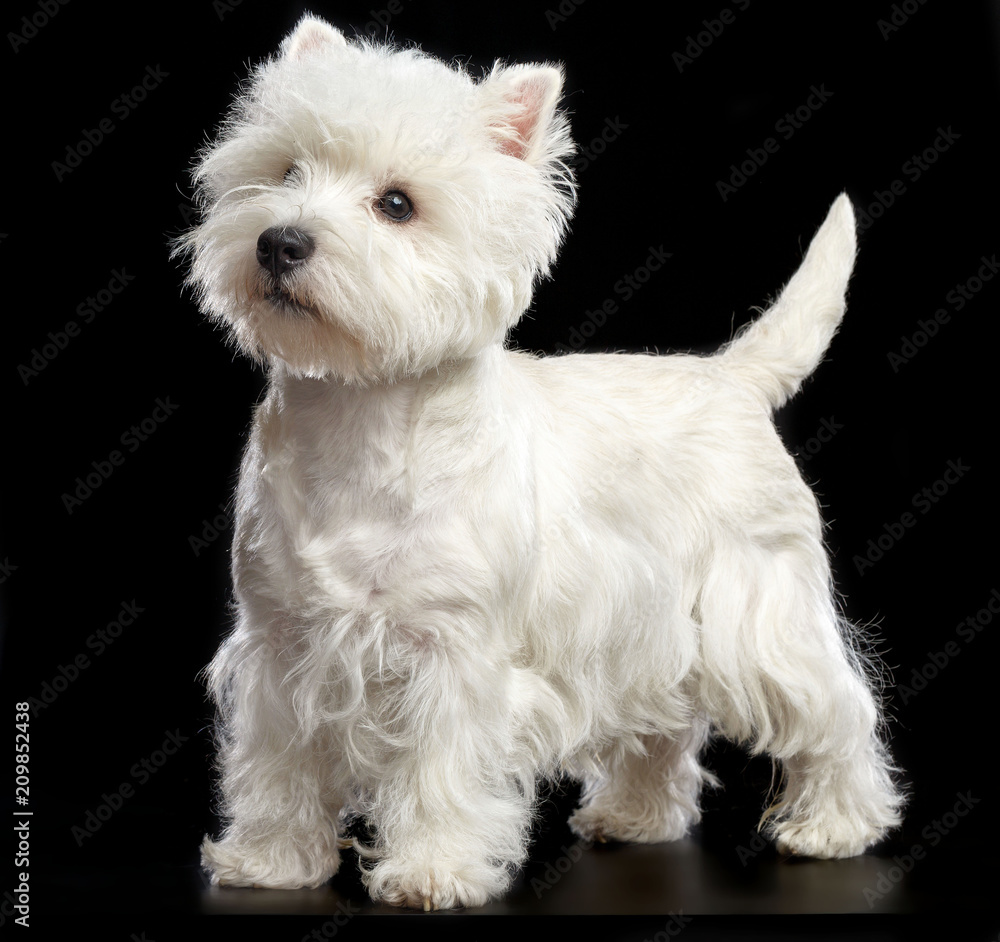 West highland white terrier Dog  Isolated  on Black Background in studio