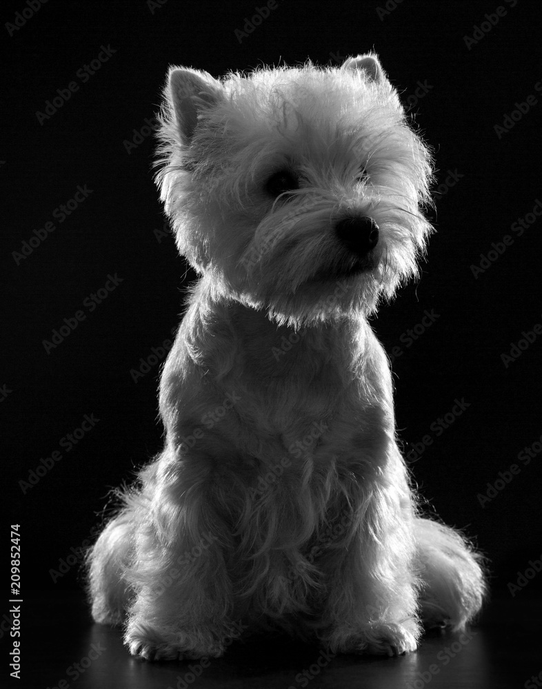 West highland white terrier Dog Isolated on Black Background in studio West highland white terrier Dog Isolated on Black Background in studio