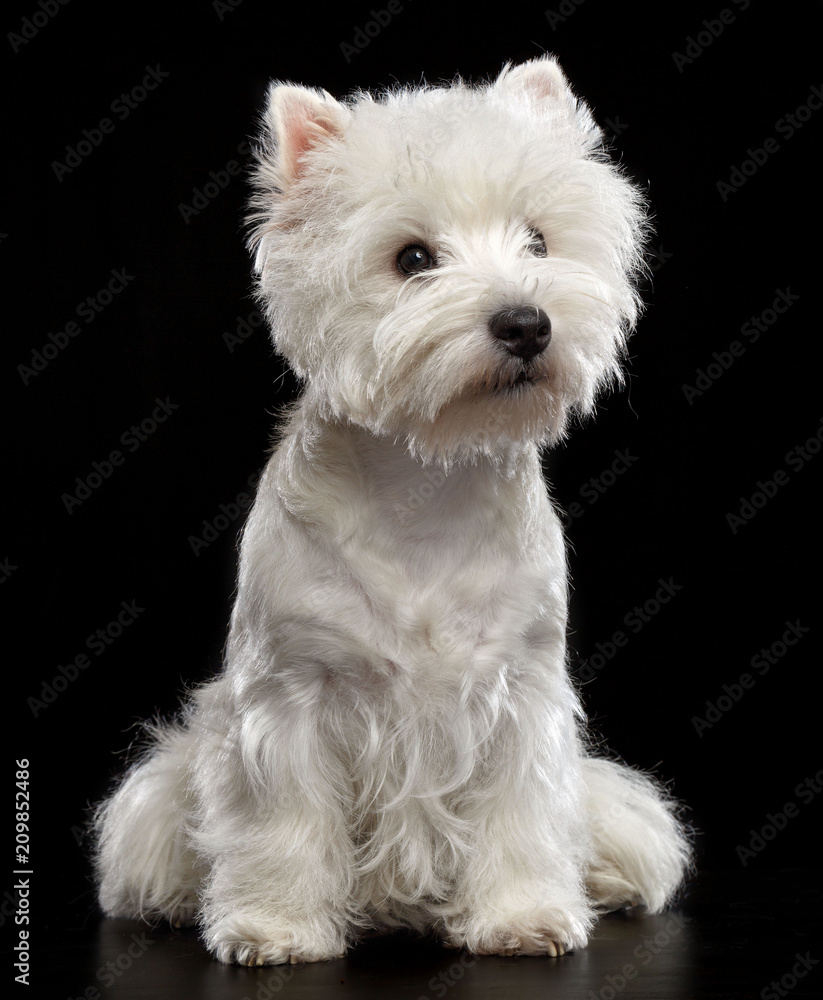 West highland white terrier Dog Isolated on Black Background in studio West highland white terrier Dog Isolated on Black Background in studio