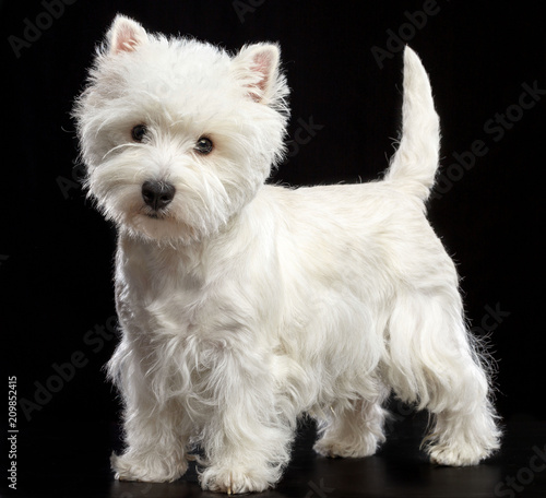 West highland white terrier Dog Isolated on Black Background in studio –  Stock-Foto | Adobe Stock