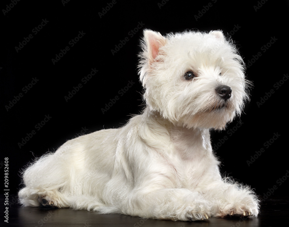 West highland white terrier Dog Isolated on Black Background in studio West highland white terrier Dog Isolated on Black Background in studio