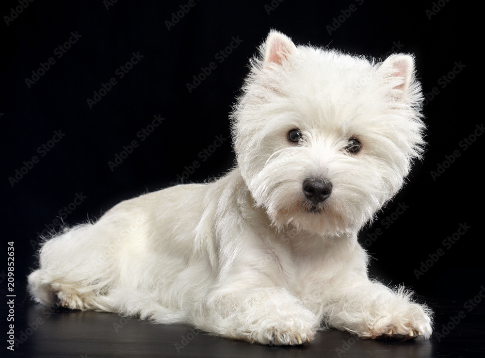 West highland white terrier Dog Isolated on Black Background in studio West highland white terrier Dog Isolated on Black Background in studio