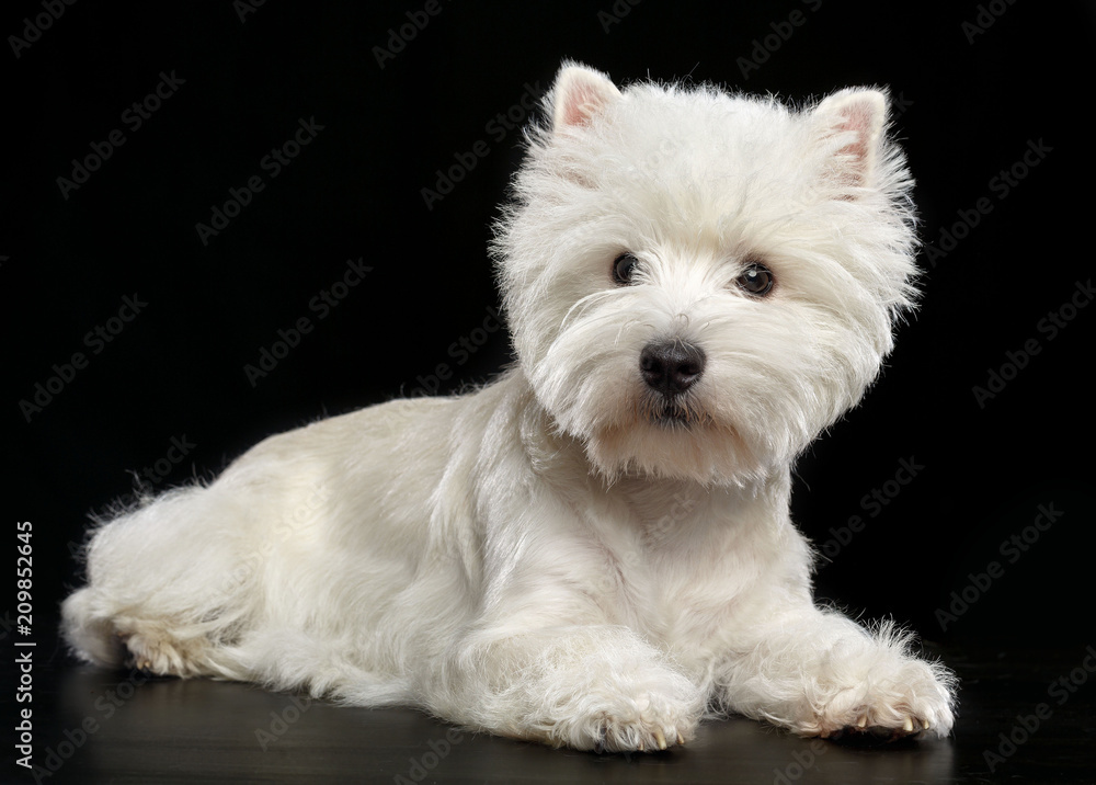 West highland white terrier Dog Isolated on Black Background in studio West highland white terrier Dog Isolated on Black Background in studio