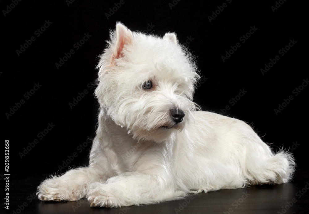 West highland white terrier Dog Isolated on Black Background in studio West highland white terrier Dog Isolated on Black Background in studio