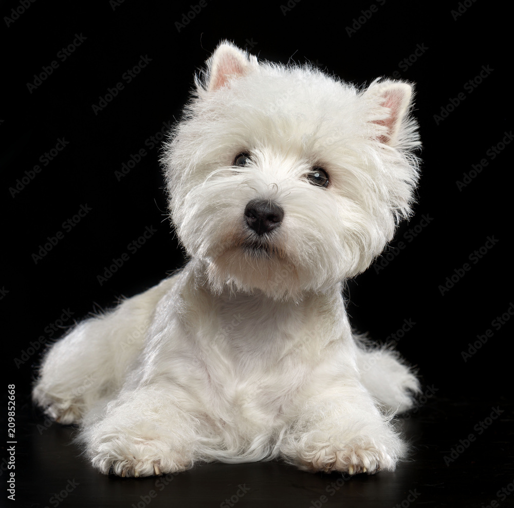 West highland white terrier Dog Isolated on Black Background in studio West highland white terrier Dog Isolated on Black Background in studio