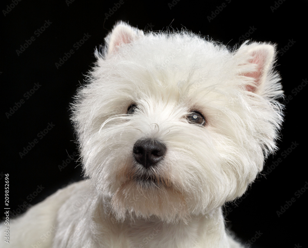 West highland white terrier Dog Isolated on Black Background in studio West highland white terrier Dog Isolated on Black Background in studio