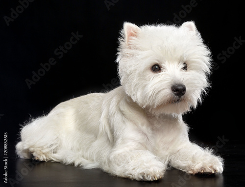 Foto West highland white terrier Dog  Isolated  on Black Background in studio