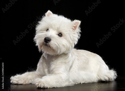 West highland white terrier Dog  Isolated  on Black Background in studio