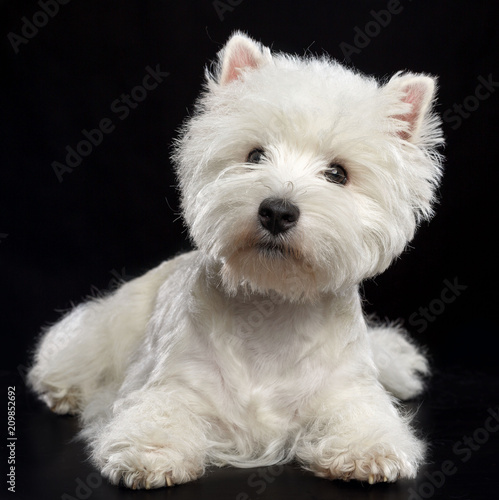 Принти на полотні West highland white terrier Dog  Isolated  on Black Background in studio