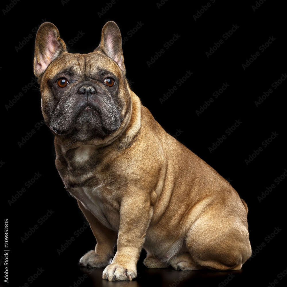 French Bulldog Dog Isolated on Black Background in studio French Bulldog Dog Isolated on Black Background in studio