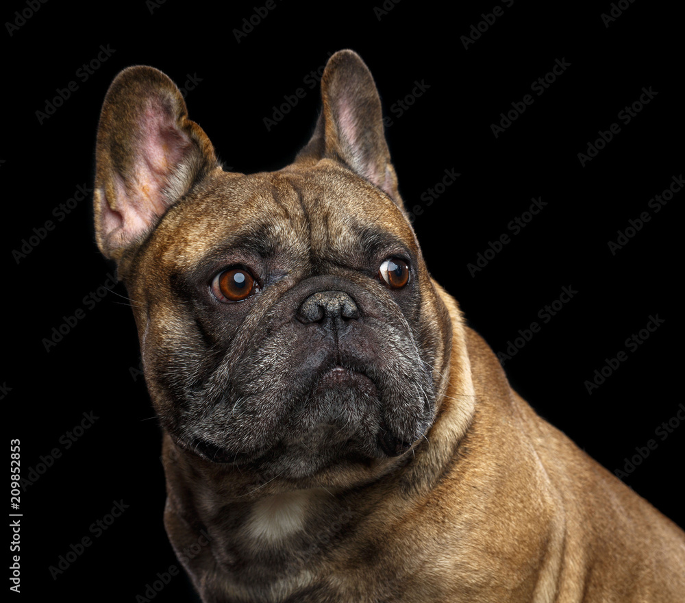 French Bulldog Dog Isolated on Black Background in studio French Bulldog Dog Isolated on Black Background in studio