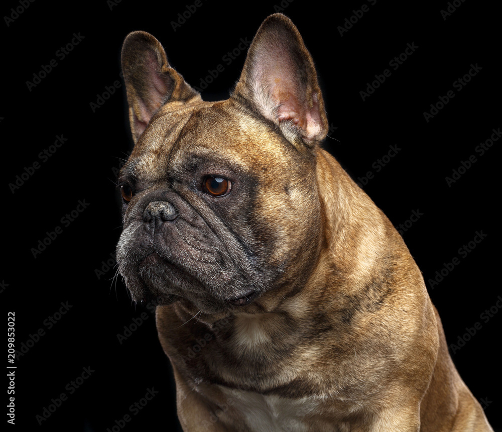 French Bulldog Dog Isolated on Black Background in studio French Bulldog Dog Isolated on Black Background in studio