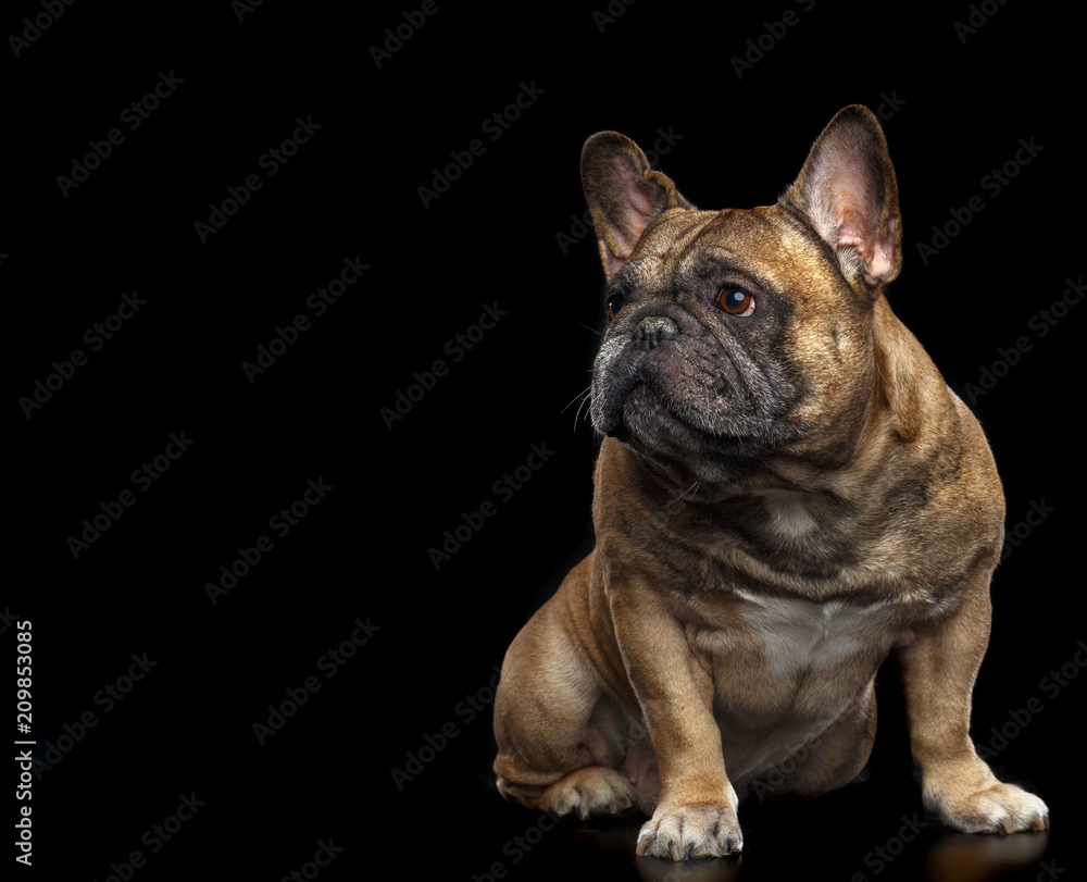 French Bulldog Dog  Isolated  on Black Background in studio