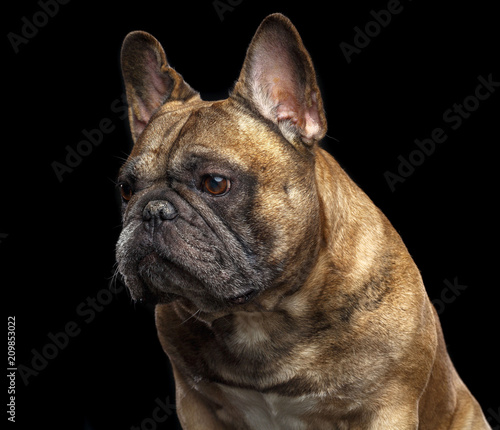 French Bulldog Dog  Isolated  on Black Background in studio © TrapezaStudio
