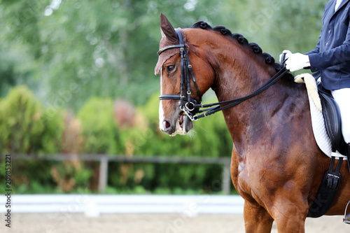 Head shot closeup of a dressage horse during competition event © acceptfoto