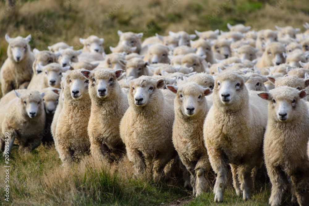 Obraz premium Owca na wycieczce samochodowej po Nowej Zelandii