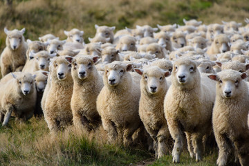 Ingelijste posters Schaap Schapen op landweg in Nieuw-Zeeland  © bebeball