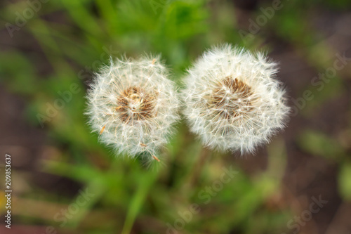 Fluffy dandelion on nature