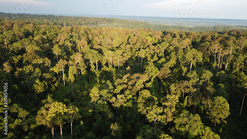 Rainforest aerial landscape 