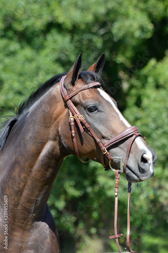 Outdoor head portrait of a beautiful thoroughbred horse with alert facial expression and pricked ears.