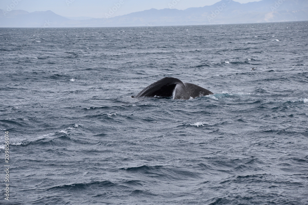Fototapeta premium Whale watching in New Zealand