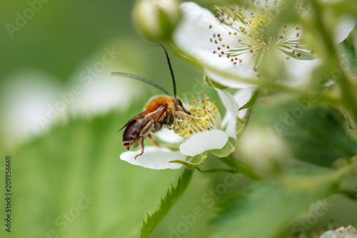 Bee on a white flower in nature. © schankz