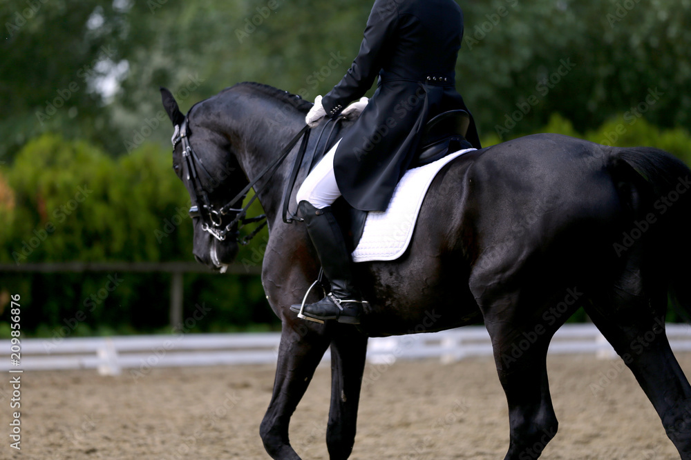 Head shot closeup of a dressage horse during competition event Head shot closeup of a dressage horse during competition event