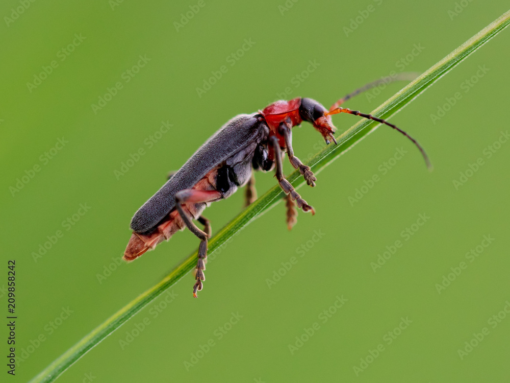 Naklejka premium Beetle on green grass in nature